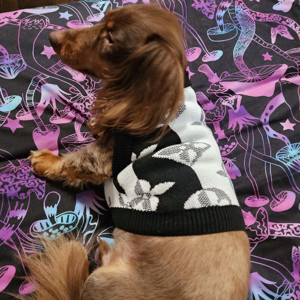 New Louisvuitton Dog Sweater 🐕❤️ - Picture 5 of 14